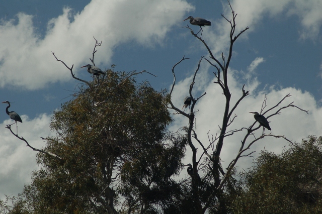 great blue herons in tree